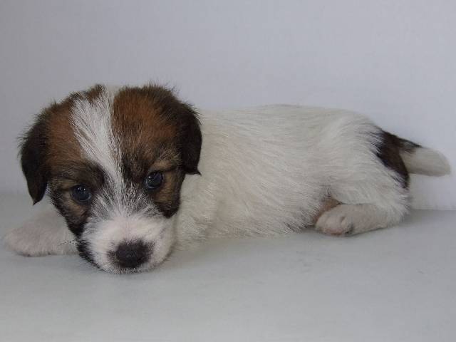 みんなには、「別犬」だって言われます・・・