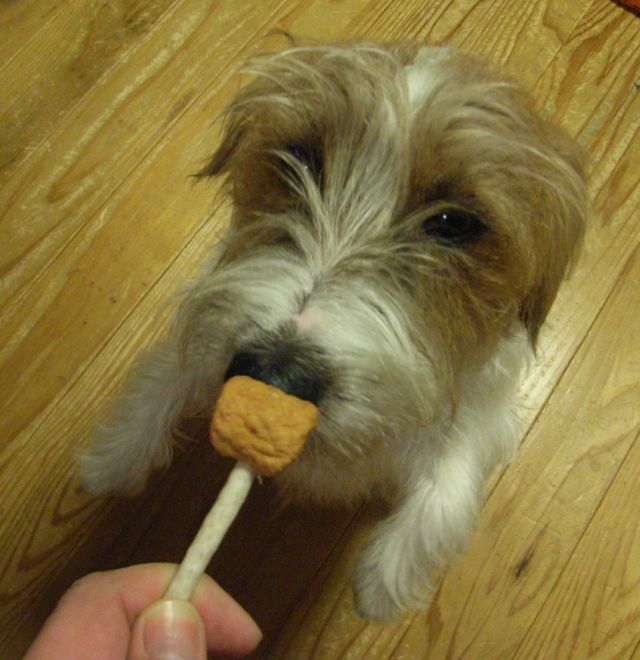 今日は、なんでおやついっぱい貰えるの？