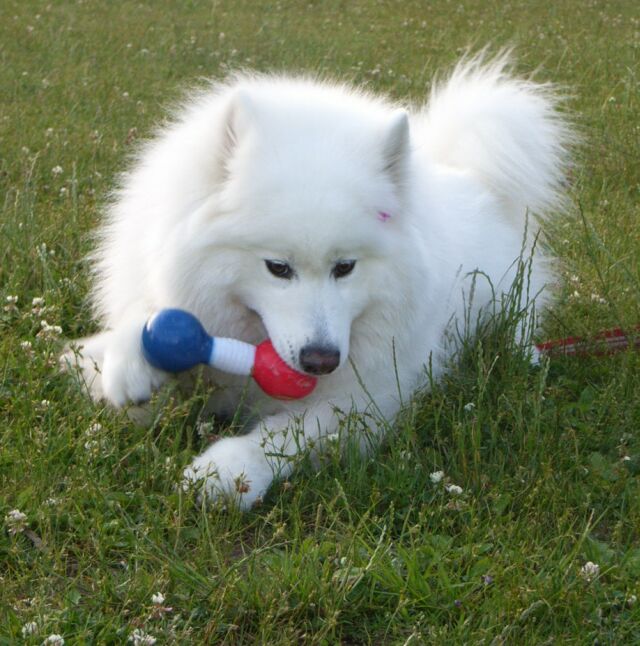 私は、この「プピプピダンベル」よっ・・・もうプピプピ鳴らないけどねっ