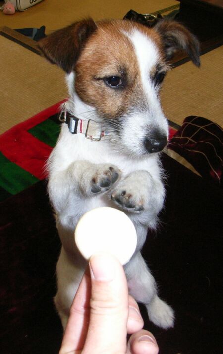 これは、「おもち風パン」です