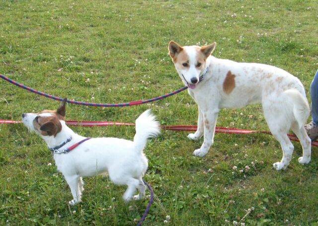 ウマウマちょーだい