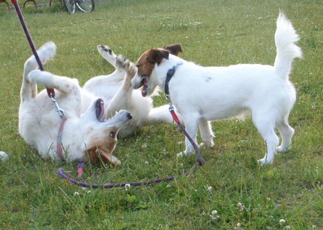 今日は、軽めの「ガウガウ」で勘弁しといてあげるわ♪