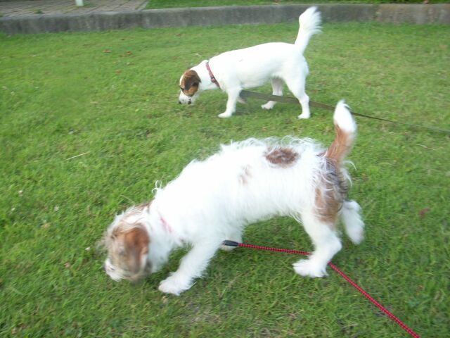 ビス吉の方が・・・「デカイ」？？