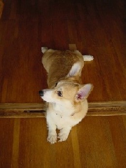 ラブとレイラの