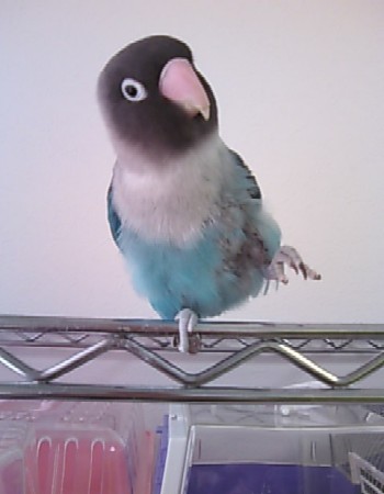 サラ芸2