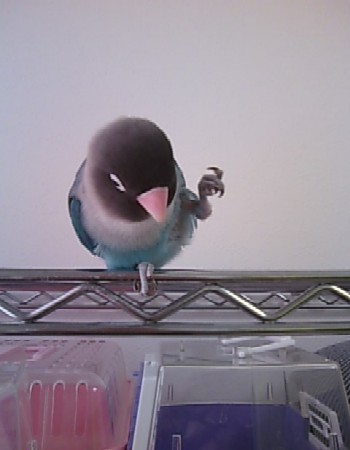 サラ芸3