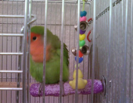 鳥5