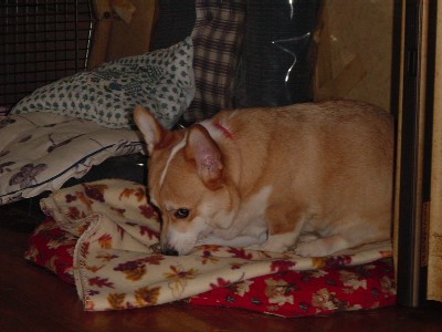 レイラとラブのこだわり