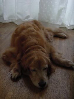 レイラとラブの