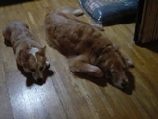 レイラとラブの