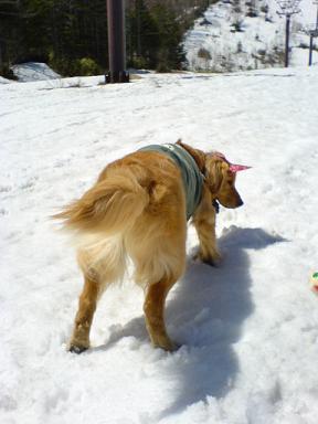 雪雪