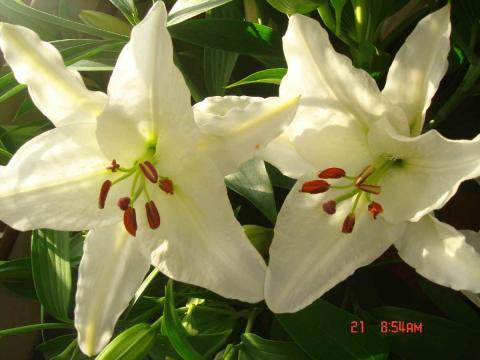 クリスタルブランカ