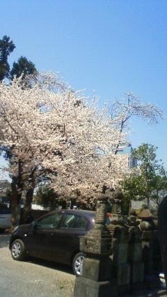 お寺で花見