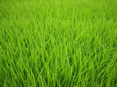 2007.6.20 稲.jpg