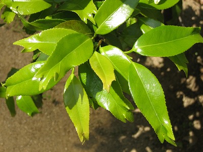 2007.5.22 金魚椿３.jpg