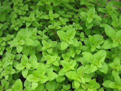 2007.6.2 ミント２.jpg