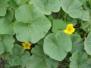 2007.6.2. かぼちゃの花４.jpg