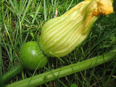 2007.6.2 かぼちゃの実２.jpg