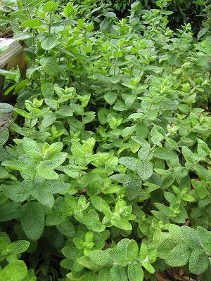 2007.6.2 アップルミント３.jpg