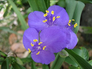 2007.6.20 紫露草.jpg