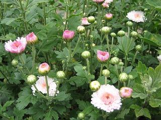 2007.6.20 小菊２.jpg