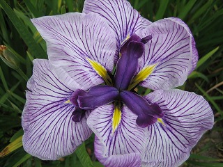 2007.6.20 菖蒲２.jpg