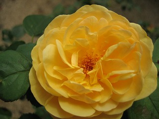 2007.6.28 黄バラ２.jpg