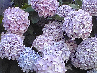 080613_1608~01.jpg