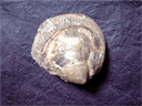 52.化石.gif