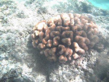 ハナウマ湾の珊瑚？イソギンチャク？