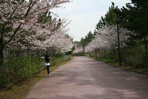 八景島　桜２