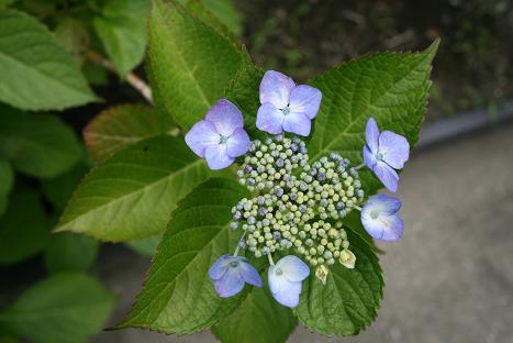 Hydrangea-4