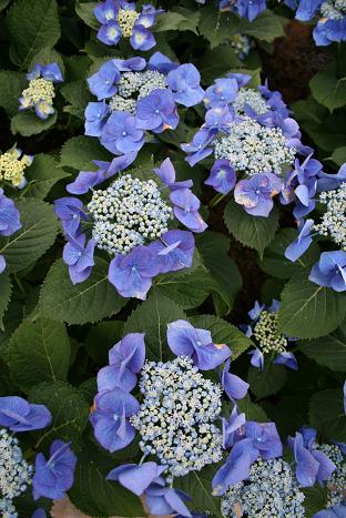 Hydrangea-6