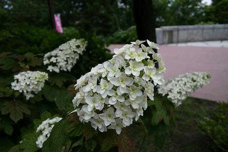 Hydrangea-8