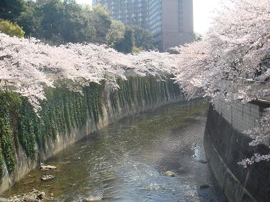 東京のサクラ　２