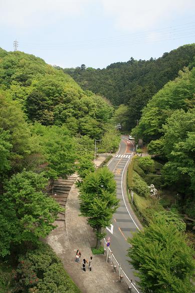 森林公園を見下ろして