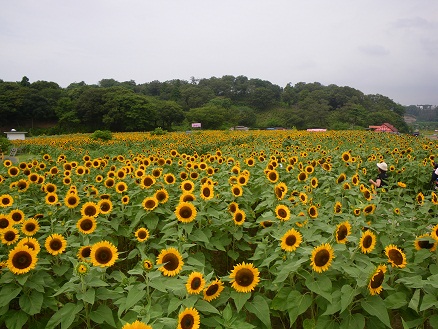 東京ドイツ村　７　ひまわり畑