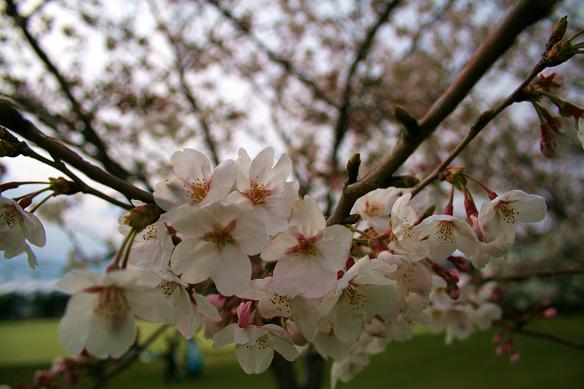 Cherry Blossom2