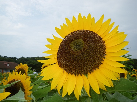 東京ドイツ村　１１