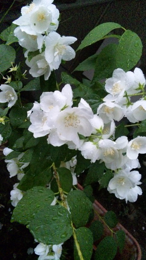 白い花.jpg