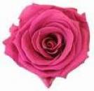 フレ二ティローズ