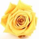 スプレンドーレローズ