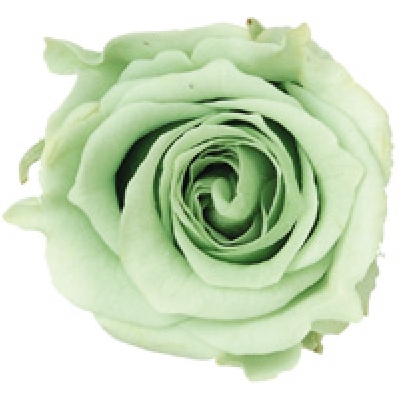 74トライアンフ(勝利)a