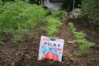 我が家の家庭菜園！