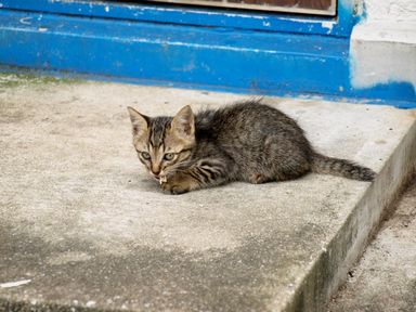 長崎の猫たち７の１.JPG