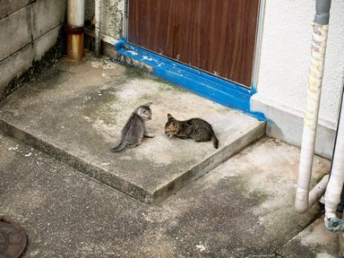 長崎の猫たち７の３.JPG