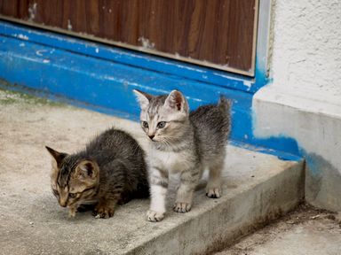 長崎の猫たち７の６.JPG