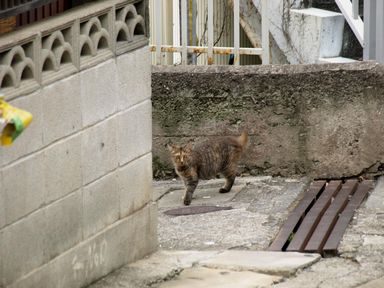 長崎の猫たち１０の１.JPG