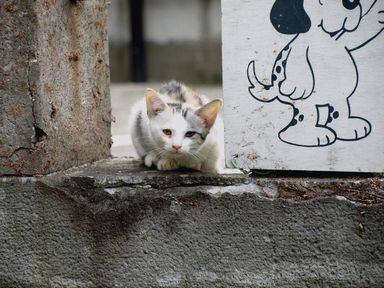 長崎の猫たち27の2.JPG