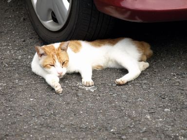 長崎の猫たち14の3.JPG